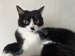 -佳雯宠物医院·皮肤科·内外科(春晓路分院)