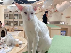-猫和宫(六道口店)