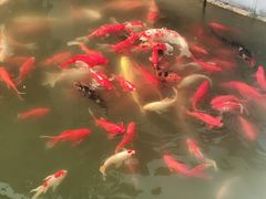 -潘老板炸鸡(河西万达店)