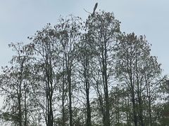 -池杉湖湿地公园