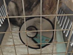 -瑞派罗医生宠物诊所(古镇分所)