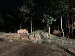 -清迈夜间动物园