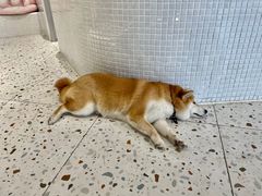 -柴务处·柴犬主题狗咖