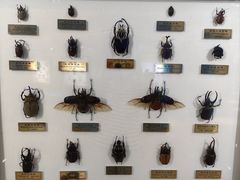 -上海昆虫博物馆