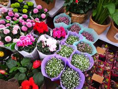 -秦美花卉(天朗·莱茵小城2期店)