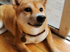 -柴犬高等学院·狗咖·柴犬售卖·宠物训练