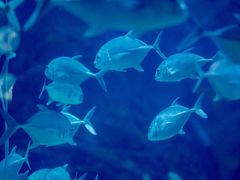 -烟台海昌鲸鲨海洋公园