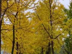 -四川大学(望江校区)
