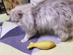 -瑞派·关忠动物医院·猫专科·犬专科(三环新城店)