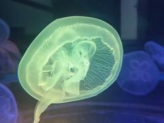 -太平洋海底世界