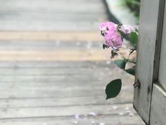 -海边的猫和咖啡馆