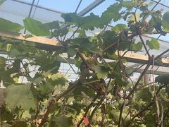 -马陆小张葡萄园农家乐