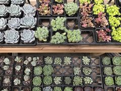 -龙大花卉苗木市场