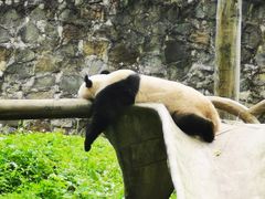 -都江堰中华大熊猫苑