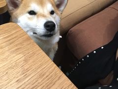 -柴务处·柴犬主题狗咖