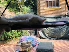 -有猫主题·治愈系猫咖(曾厝垵店)