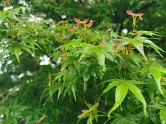 -西湖外事游船(湖滨二公园外事游船码头)