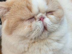 -滚猫咖啡·猫咖·猫友好撸猫(未来城店)