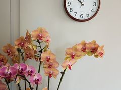 -梧桐人家中国太平国际健康颐养社区