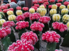 -南山植物园