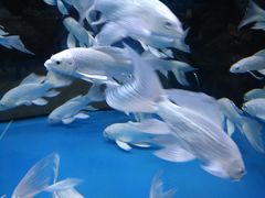 -中环花鸟鱼虫市场