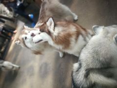 -TrueLove @ Neverland (Husky Cafe)