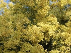 -厦门国家会计学院