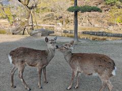 -奈良公园