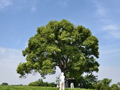 -良渚古城遗址公园
