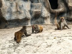 -青藏高原野生动物园