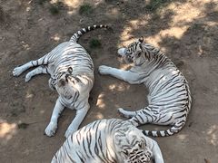 -西霞口神雕山野生动物世界