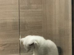 -飞行喵MR PILOT|猫舍·猫咖(静安大融城店)