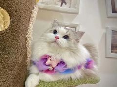 -宠物梦想家(日月豪庭店)