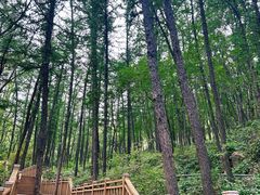 -鲁山国家森林公园