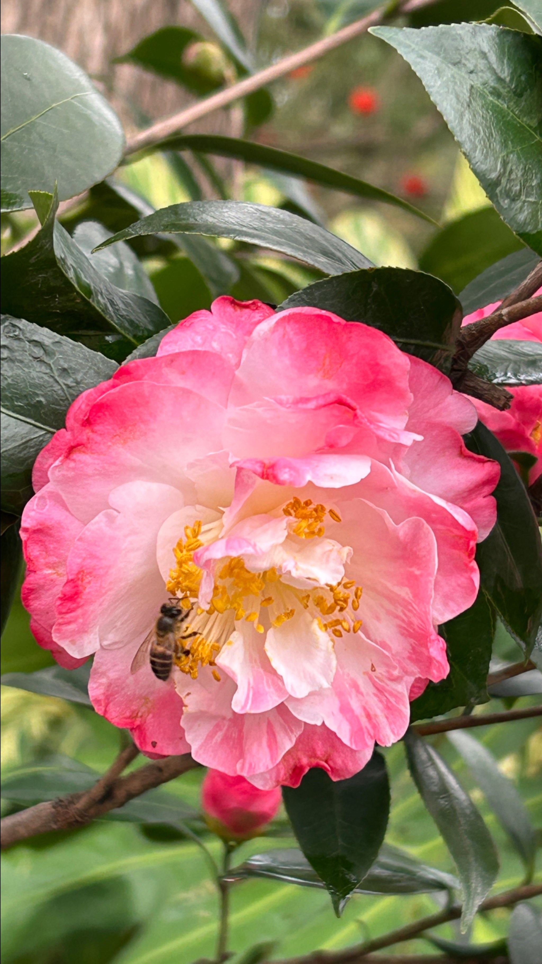 藏在南宁的茶花仙境,美到犯规!