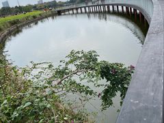 -海珠湖公园