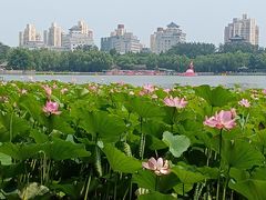 -莲花池公园