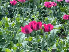 -国家植物园南园