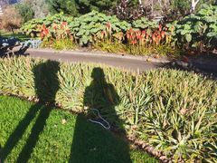 -墨尔本皇家植物园