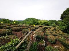 -西湖风景区十里琅珰-五云山