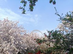 -石家庄市植物园