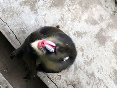 -西安秦岭野生动物园