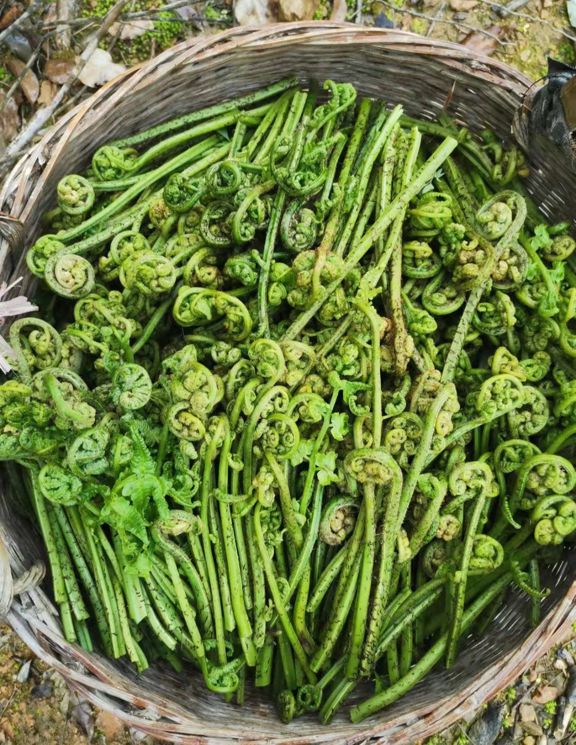 水蕨菜!#绿色生态农业 又称水蕨,水蕨纲