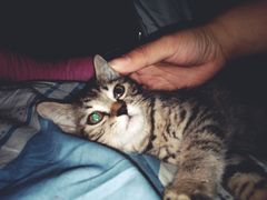 -宠颐生动物医院·心脏科·保险定点(锦阳分院)