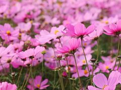 -花开海上生态园