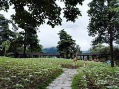 -广州市流溪河国家森林公园