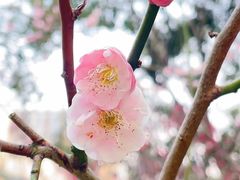 -顾村公园