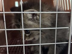 -暖阳宠物医院·犬猫康复中心·骨科