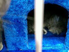-暖阳宠物医院·犬猫康复中心·骨科
