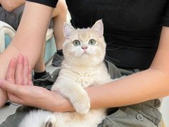 -lincat·猫舍(广州店)